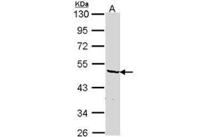 AP19043PU-N hnRNP-F antibody staining of HepG2 (A) whole cell lysate (30 µg) at 1/1000 dilution, 10% SDS PAGE. (HNRNPF antibody  (N-Term))