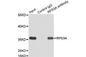 Immunoprecipitation analysis of 200 μg extracts of MCF7 cells using 3 μg RPS3A antibody (ABIN5973489). (RPS3A antibody)