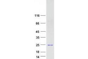 IFNA17 Protein (Myc-DYKDDDDK Tag)