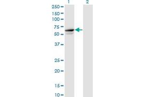 Western Blot analysis of TRIM26 expression in transfected 293T cell line by TRIM26 monoclonal antibody (M01), clone 1G3.