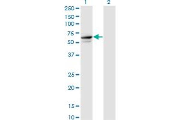 TRIM26 anticorps  (AA 146-240)