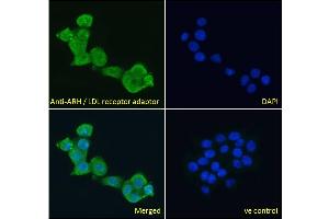 ABIN185037 Immunofluorescence analysis of paraformaldehyde fixed A431 cells, permeabilized with 0. (LDLRAP1 antibody  (N-Term))