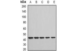 Western blot analysis of FHR3 expression in A549 (A), HepG2 (B), NIH3T3 (C), mouse liver (D), rat liver (E) whole cell lysates.