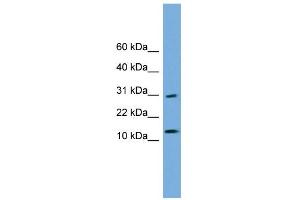 WB Suggested Anti-GOLGA7 Antibody Titration: 0. (Golgin A7 antibody  (N-Term))