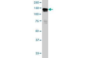 AXL antibody  (AA 30-140)