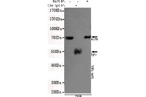 Immunoprecipitation analysis of Hela cell lysates using Ku70 mouse mAb. (XRCC6 antibody)