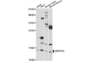 Western blot analysis of extracts of various cell lines, using MRPS33 antibody (ABIN6292569) at 1:1000 dilution. (MRPS33 antibody)