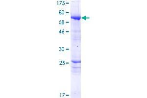 PPP2R3C Protein (AA 1-453) (GST tag)
