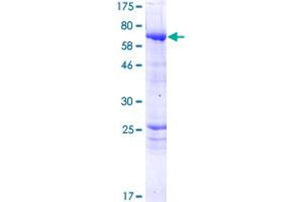 PPP2R3C Protein (AA 1-453) (GST tag)