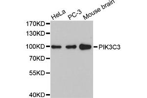 Western blot analysis of extracts of various cell lines, using PIK3C3 antibody (ABIN5972188). (PIK3C3 antibody)