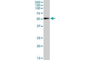 CRLF3 MaxPab polyclonal antibody. (CRLF3 antibody  (AA 1-442))