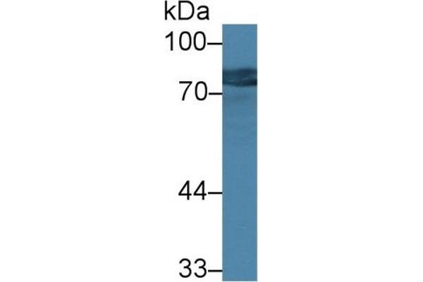 GALC 抗体  (AA 375-535)
