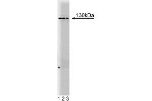 Western blot analysis of M-Cadherin on mouse neonate lysate. (CDH15 antibody  (AA 253-366))