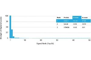Analysis of Protein Array containing more than 19,000 full-length human proteins using DOG-1 Mouse Monoclonal Antibody (DG1/1484). (ANO1 antibody  (AA 2-101))