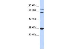 WB Suggested Anti-CD40LG Antibody Titration:  0. (CD40 Ligand antibody  (Middle Region))