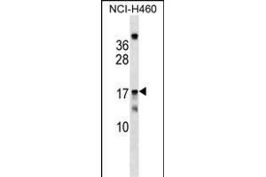 MRPS11 Antibody (Center) (ABIN1538401 and ABIN2849154) western blot analysis in NCI- cell line lysates (35 μg/lane).
