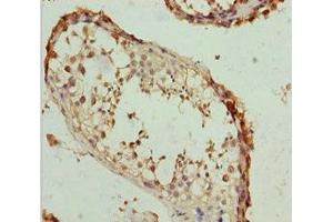 Immunohistochemistry of paraffin-embedded human testis tissue using ABIN7167018 at dilution of 1:100 (RACGAP1 antibody  (AA 353-632))