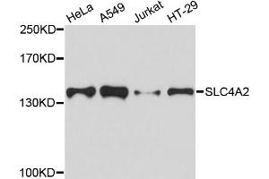 Western blot analysis of extracts of various cell lines, using SLC4A2 antibody (ABIN2737547) at 1:3000 dilution. (SLC4A2 antibody)