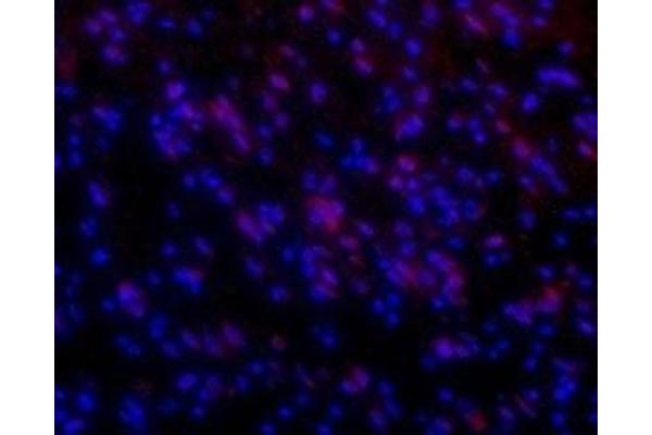 HCRTR1 antibody  (3rd Intracellular Loop)