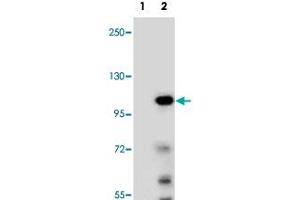 Western blot analysis of TCEB3 (arrow) using TCEB3 polyclonal antibody . (TCEB3 antibody  (N-Term))