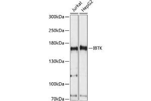 Western blot analysis of extracts of various cell lines, using IBTK antibody (ABIN7267871) at 1:1000 dilution. (IBTK antibody  (AA 900-1200))