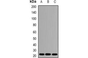 Western blot analysis of AES expression in A549 (A), Hela (B), mouse liver (C) whole cell lysates. (AES antibody)