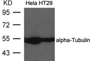 Western blot analysis of extracts from Hela and HT29 cells using alpha-Tubulin Antibody . (TUBA1B antibody  (AA 437-441))