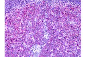 Anti-MARCKSL1 / MRP antibody IHC of human tonsil, germinal center. (MARCKSL1 antibody  (AA 107-196))