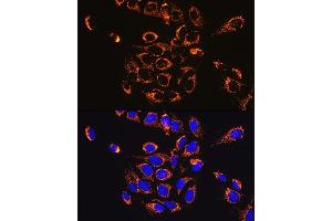 Immunofluorescence analysis of U-2 OS cells using HSP60/HSPD1 Rabbit mAb (ABIN1680746, ABIN3015220, ABIN3015221 and ABIN7101321) at dilution of 1:100 (40x lens). (HSPD1 antibody)