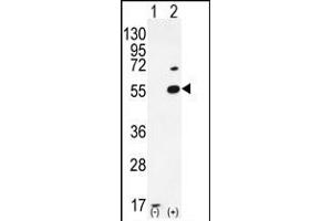 Western blot analysis of PRMT2 (arrow) using rabbit polyclonal PRMT2 Antibody (A37) (ABIN387836 and ABIN2843929).