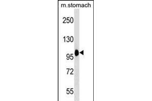 COPB2 Antibody (C-term) (ABIN1537612 and ABIN2850323) western blot analysis in mouse stomach tissue lysates (35 μg/lane). (COPB2 antibody  (C-Term))