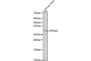 Western blot analysis of extracts of Mouse heart, using PTGDS antibody (ABIN6128311, ABIN6146397, ABIN6146398 and ABIN6219023) at 1:500 dilution.