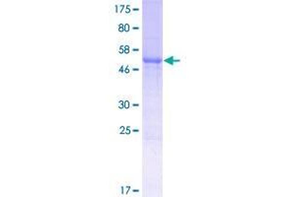 FAM109B Protein (AA 1-259) (GST tag)