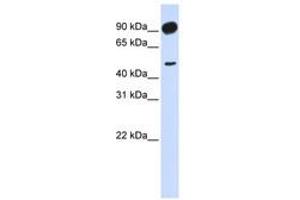 Image no. 1 for anti-Adducin 2 (Beta) (ADD2) (AA 648-697) antibody (ABIN6741133) (ADD2 antibody  (AA 648-697))