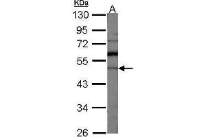 WB Image Sample (30 ug of whole cell lysate) A:NIH-3T3 10% SDS PAGE antibody diluted at 1:1000 (GDI1 antibody)