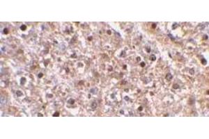 Immunohistochemical staining of Caspase-12 in mouse liver using Caspase-12 antibody at 2μg/ml. (Caspase 12 antibody  (AA 100-116))