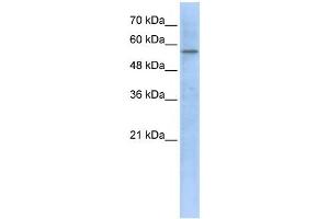 HMGCS1 antibody used at 1 ug/ml to detect target protein. (HMGCS1 antibody)