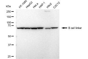 Western blotting analysis using B cell linker antibody (ABIN7797722).