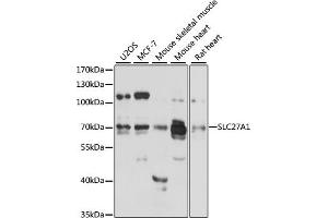 Western blot analysis of extracts of various cell lines, using SLC27 antibody (2847) at 1:3000 dilution. (SLC27A1 antibody  (AA 347-646))