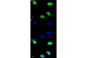 Histone H4ac (pan-acetyl) antibody (pAb) tested by immunofluorescence. (Histone H4ac antibody  (N-Term))