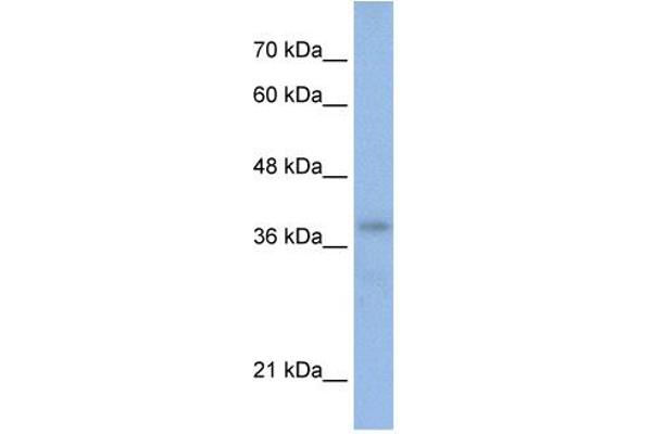 POU4F2 antibody  (N-Term)