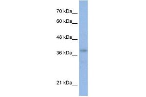 WB Suggested Anti-POU4F2 Antibody Titration:  0. (POU4F2 antibody  (N-Term))