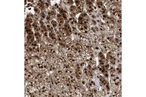 Immunohistochemical staining of human adrenal gland with MAK10 polyclonal antibody  shows distinct nuclear and cytoplasmic positivity in cortical cells. (MAK10/NAA35 antibody)
