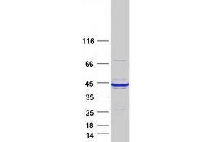 Validation with Western Blot (RCN1 Protein (Myc-DYKDDDDK Tag))