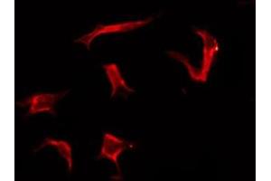OR2G3 antibody  (Internal Region)