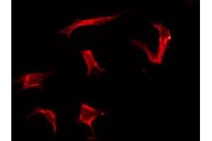 ABIN6276133 staining Hela by IF/ICC. (OR2G3 antibody  (Internal Region))