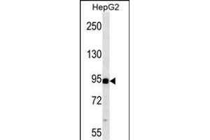 P3K11 ABIN659128 western blot analysis in HepG2 cell line lysates (35 μg/lane). (MAP3K11 antibody)