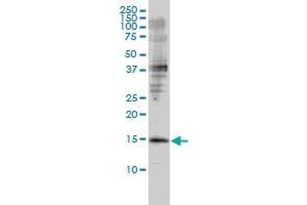 GMFB antibody  (AA 1-154)