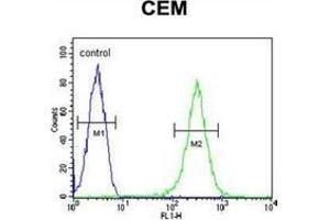 Flow cytometric analysis of CEM cells using INPP5B / 5PTase 2 Antibody (C-term) Cat.