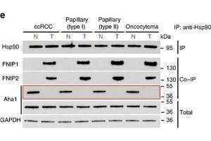 Western Blotting (WB) image for anti-Activator of HSP90 ATPase Activity 1 (AHSA1) (Internal Region) antibody (ABIN233816)